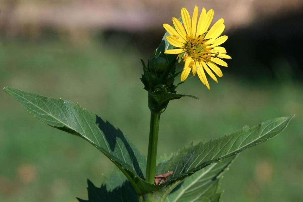 Silphie Blüten