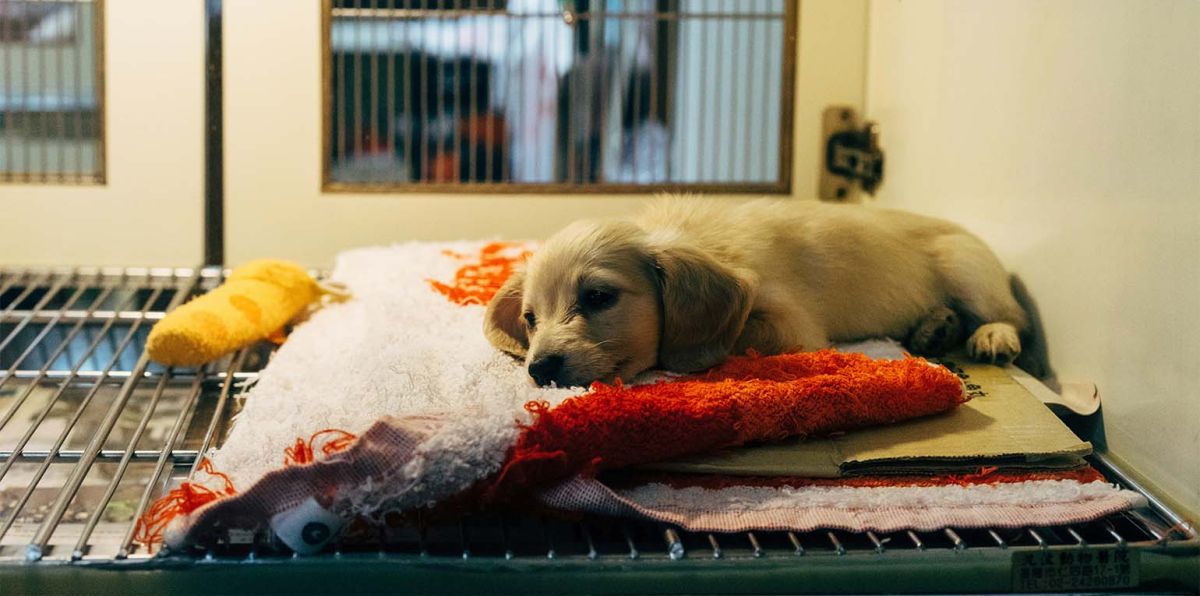 Während das städtische Tierheim in Halle etwa eine Hundeflut erlebt, berichten Tierheime in Dessau-Roßlau, Quedlinburg (Harz) und Aschersleben (Salzlandkreis) von einer Katzenschwemme ungekannten Ausmaßes.