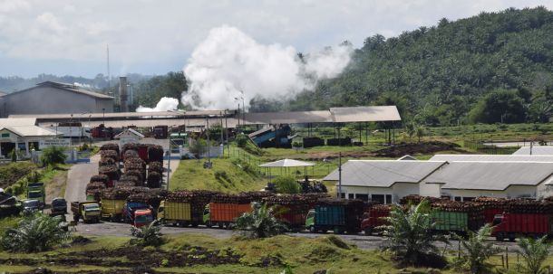 Palmölproduktion in Indonesien