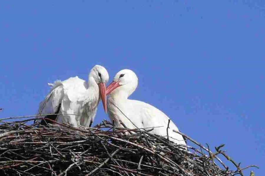 Foto: NABU, Baerbel Rogoschik