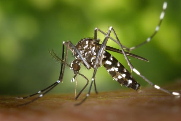 Asiatische Tigermücke (Aedes albopictus)