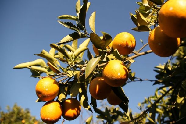 Orangen auf einer Plantage im brasilianischen Bundesstaat Sao Paulo