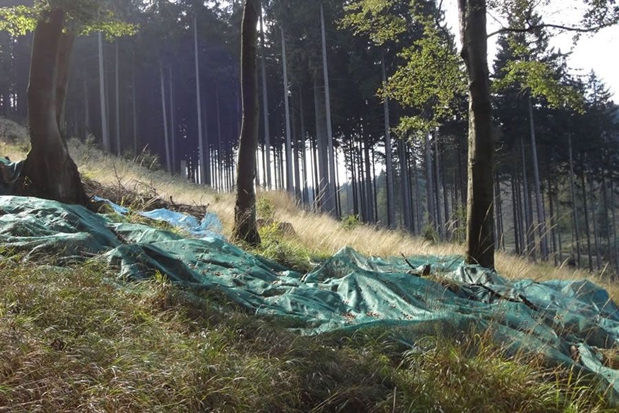 Foto: Nationalpark Harz