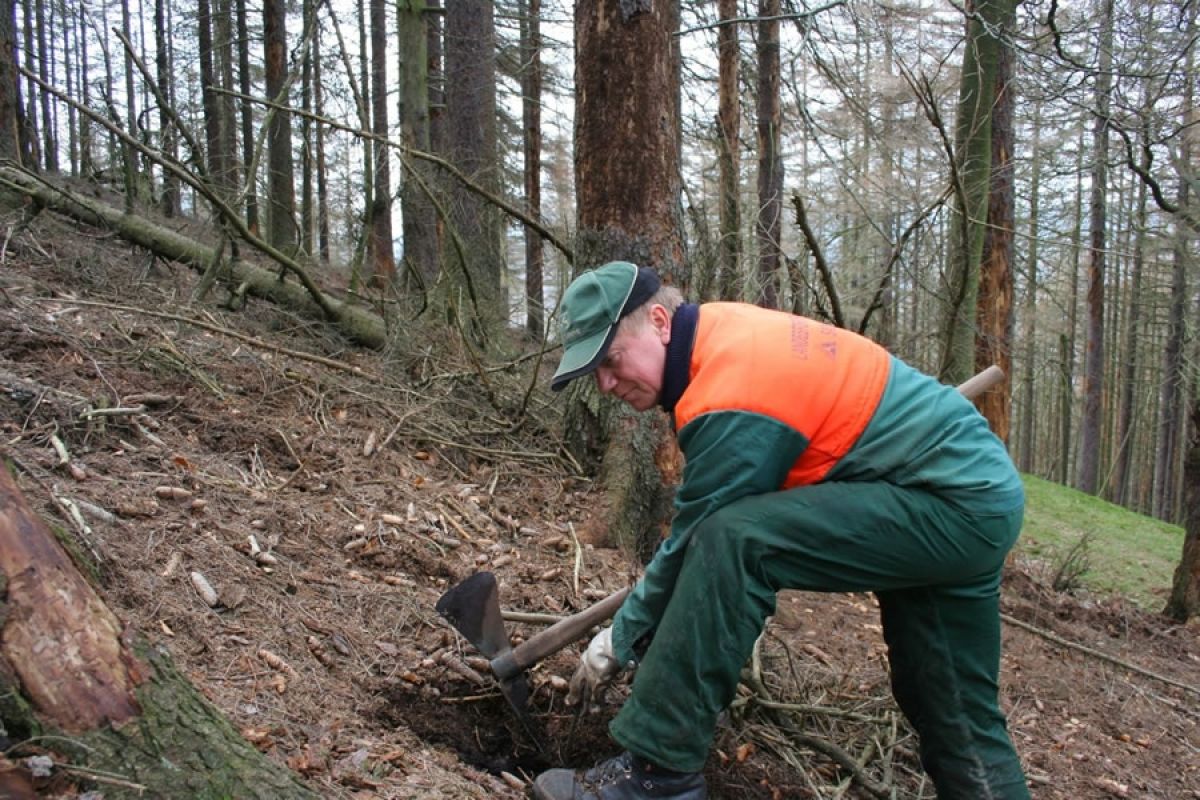 Nationalpark-Forstwirt Klaus-Dieter Kahn bei der Buchenpflanzung im Eckertal