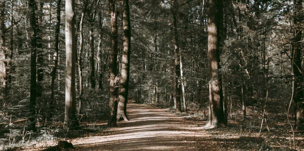Die Absicht, in Deutschland weitere 600.000 Hektar Wald stillzulegen, würde bedeuten, jährlich auf den Entzug von etwa vier bis fünf Millionen Tonnen CO2 zu verzichten.