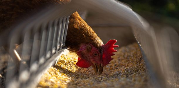 In den vergangenen Tagen ist in mehreren Geflügelhaltungen in Deutschland sowie den Niederlanden die Vogelgrippe nachgewiesen worden.