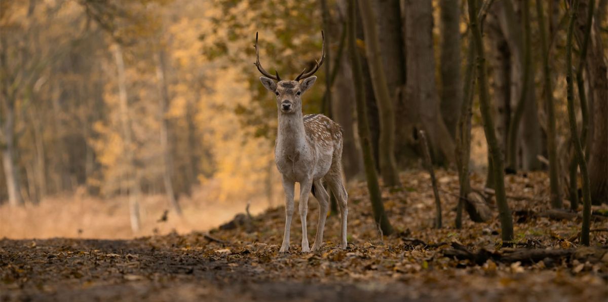 Vor allem für jugendliche Tiere müssten die Abschussvorgaben gesenkt werden, weil viele in dieser Gruppe vom Wolf gerissen würden.